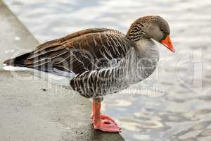 Wild goose on the water