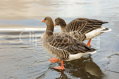 Wild goose on the water