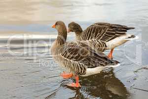 Wild goose on the water
