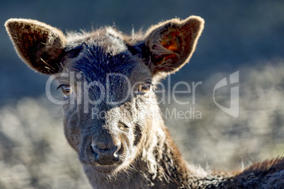 Animal portrait of fallow deer