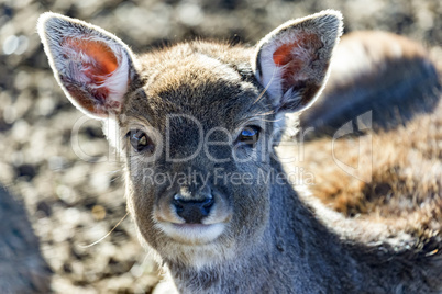 Animal portrait of fallow deer