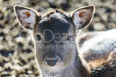 Animal portrait of fallow deer