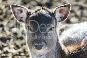 Animal portrait of fallow deer
