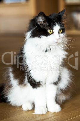 Black White Domestic Cat