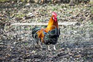 Rooster in natural environment