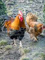 Rooster with hen in natural environment