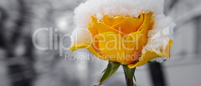 Delicate yellow rose in a flower bed covered with fresh snow. Wi