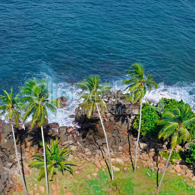 Beach tropical ocean with coral, palm trees and lagoon. Top view