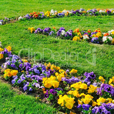 Summer flower bed and green lawn.