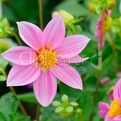 Dahlia on background of flowerbeds.