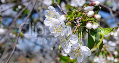 Spring flowers. Beautifully blossoming tree branch. Wide photo.