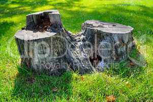 Old tree stump on a background of green grass .