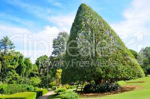 Tropical park with beautiful trees and flowers.