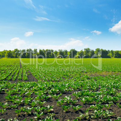 Green beet field and blue sky.