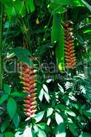 Close up of Heliconia tropics flower (Crab Claws; Heliconia rost