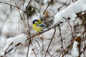 Titmouse sits on tree branch in winter.