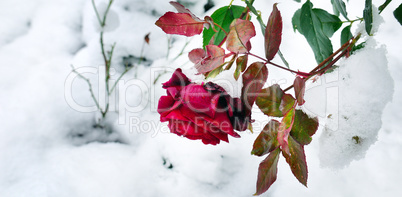 Delicate red rose in a flower bed covered with fresh snow. Wide