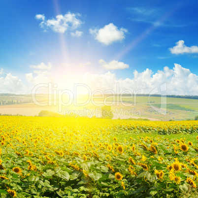 Field of sunflowers and sun rise.