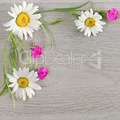 Flowers composition.The frame is made of flowers of chamomiles a