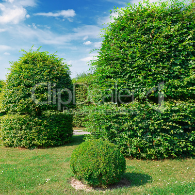 Hedges and ornamental shrub in a summer park.