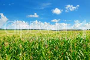 Green corn field and blue sky.