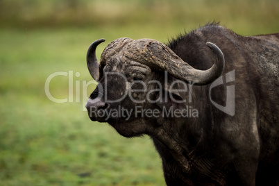 Close-up of Cape buffalo standing in grassland