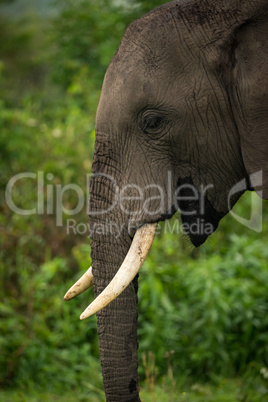 Close-up of African elephant with trunk hanging