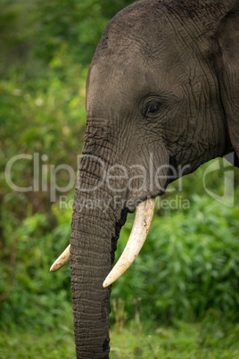 Close-up of African elephant with hanging trunk