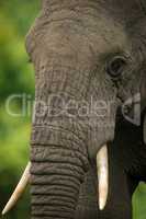 Close-up of African elephant head with tusks