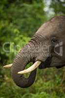 Close-up of African elephant feeding with trunk
