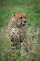 Cheetah sitting with turned head on grassland