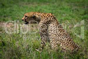 Cheetah sitting on grassy plain stretching forward