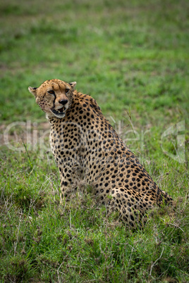 Cheetah sitting in grassy plain turning head