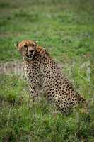 Cheetah sitting in grassy plain turning head