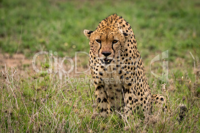 Cheetah sitting in tall grass looking down