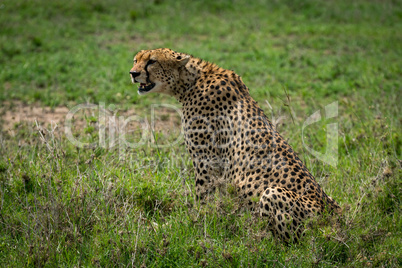 Cheetah sitting in grassy plain staring ahead