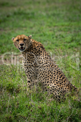 Cheetah sitting in grassland staring at camera