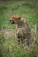 Cheetah sitting in grass with mouth open