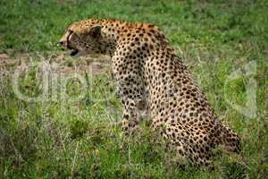 Cheetah sitting in grass staring over grassland