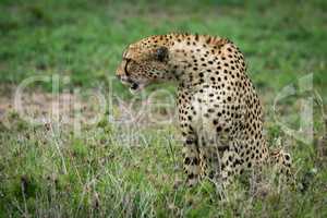 Cheetah sitting and stretching sideways on grassland