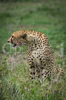 Cheetah sitting and leaning sideways on grassland
