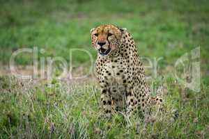 Cheetah sits staring ahead on lush grassland