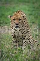 Cheetah sitting and leaning forwards on grassland