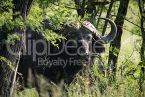 Cape buffalo staring at camera from trees