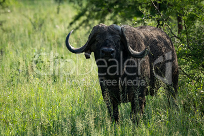 Cape buffalo stares at camera from bushes