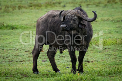 Cape buffalo stands in grassland turning head