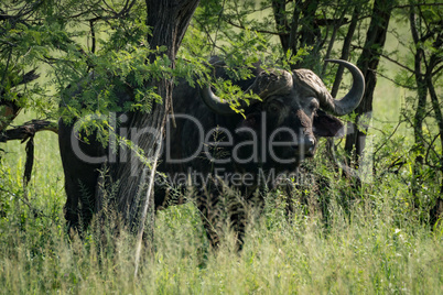 Cape buffalo standing behind trunk of tree