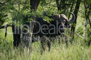 Cape buffalo standing behind trunk of tree