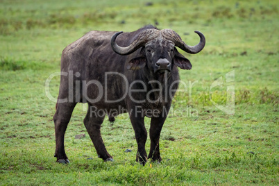 Cape buffalo stands in grassland facing camera