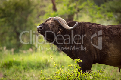 Cape buffalo lifts head in grassy clearing